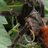 mexicoambiental's profile image