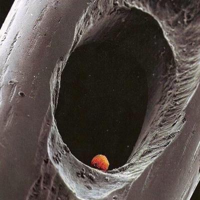 mikrozoom's profile picture. Mikro bakış, makro tefekkür…