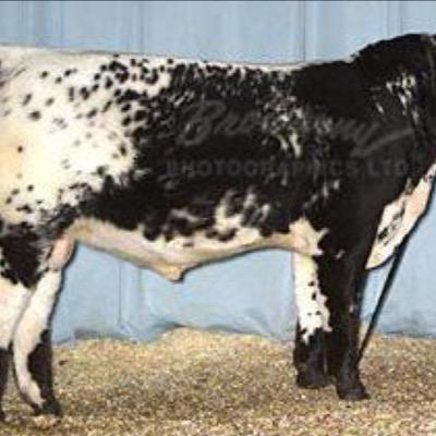Speckledls's profile picture. Dairy farmer and breeder of speckle park cattle and louisiana catahoula leopard dogs