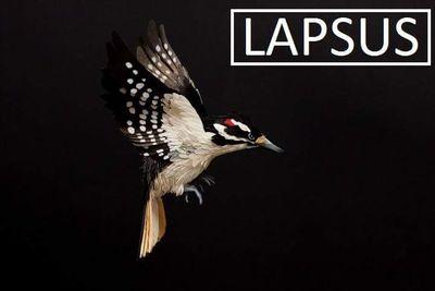 Lapsus Profile