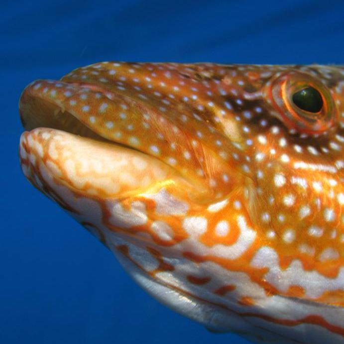 Marvizz0's profile picture. fino a qui tutto bene..
come tutte le persone semplici evito di parafrasare classici panegirici per eludere diatribe aliene al mio frasario scoptico