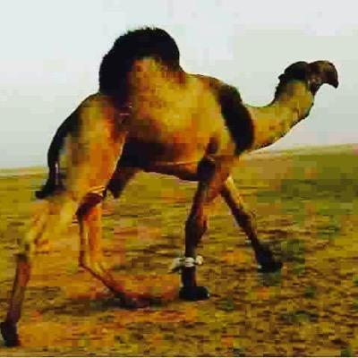 Jarar27446123's profile picture. 