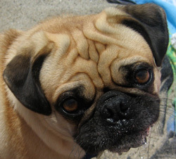 cutepugpics's profile picture. The place for cute pug pics. (Email yours to cutepugpics@gmail.com.) And visit our original t-shirt designs at http://t.co/JjdYuHJj!