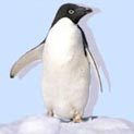ilovepenguins's profile picture. Is there anything else as wonder as a penguin?