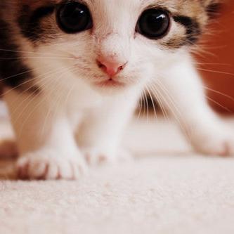 cutestkittycatz's profile picture. Trying to make every day, Caturday.