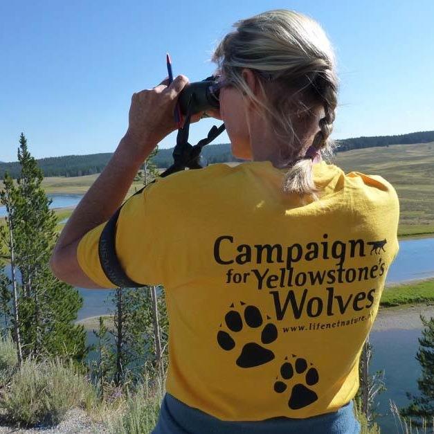 Campaign for Yellowstone's Wolves is for people who want to protect the wolves of Yellowstone and other national parks from nearby trophy hunting and trapping.