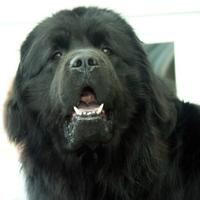 MikeH (@mediamikenl) Twitter profile photo