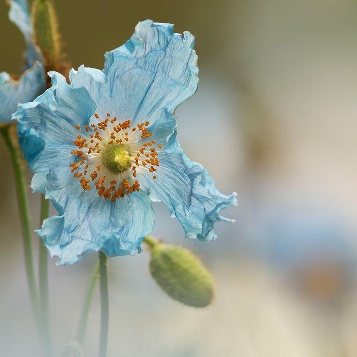 forsentience's profile picture. 