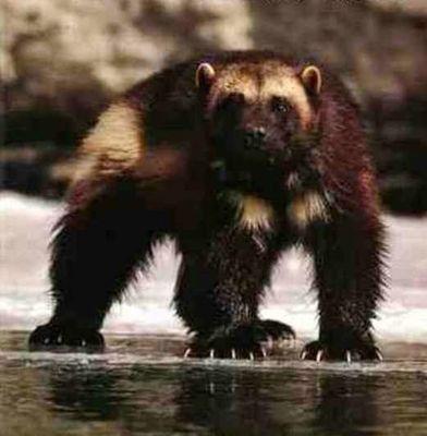 gulo888's profile picture. 