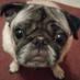 over8ed (@trolling_pug) Twitter profile photo over8ed (@trolling_pug) Twitter profile photo