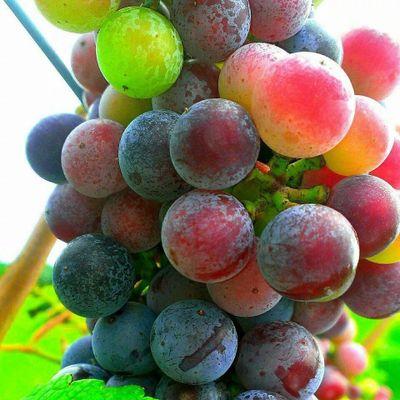 Casanel Vineyards & Winery is a small, estate winery. We provide educational tastings in an adult atmosphere. Reservations required.