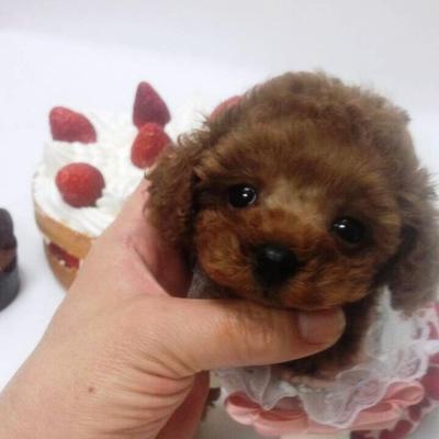 トイプードルブリーダー ショートケーキ はてなブログに投稿しました はてなブログ トイプードルの赤ちゃん 3月3日生まれ プードルハウスショートケーキの子犬ブログ Http T Co Pksdffqlnd Http T Co Qw4lml4zdz