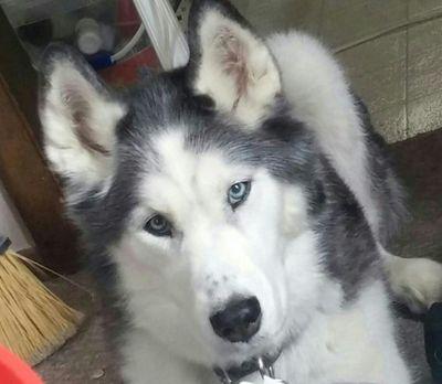 wheezyhausen's profile picture. 