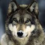 lnwolf41's profile picture. Fat old WASP transporting rare items to secret bases under cover of darkness.