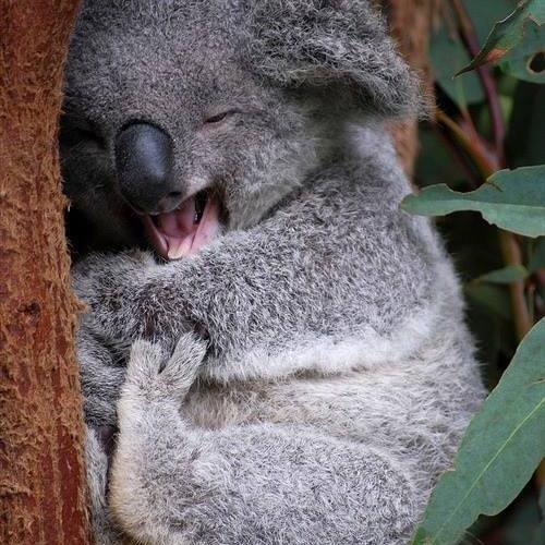 WeeCrow's profile picture. 