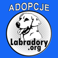 adopcje labradorów(@LabradoryOrg) 's Twitter Profile Photo