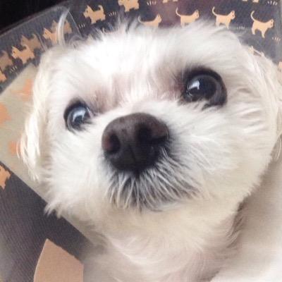 創作の森のSasaR【停止】さんのプロフィール画像
