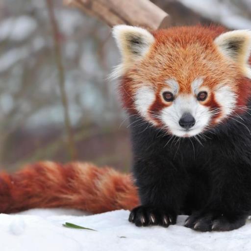 RedPANDA262 Profile Picture