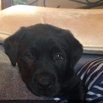 Labuhdor's profile picture. 