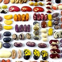RVSC (@rvscseeds) 's Twitter Profile
