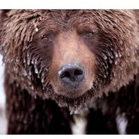 Wild Canada (@wildcanadadoc) 's Twitter Profile