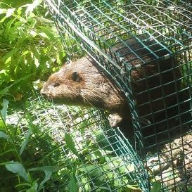 Welcome to the Maine Wildlife Management Twitter feed. We specialize in trapping and removal of nuisance wildlife, and provide damage repair services.