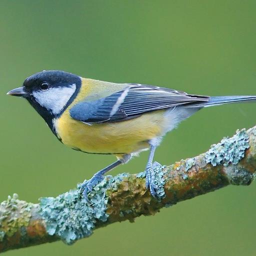 The latest bird research, surveys, sightings and news from across the UK. Run by @wildlife_posts