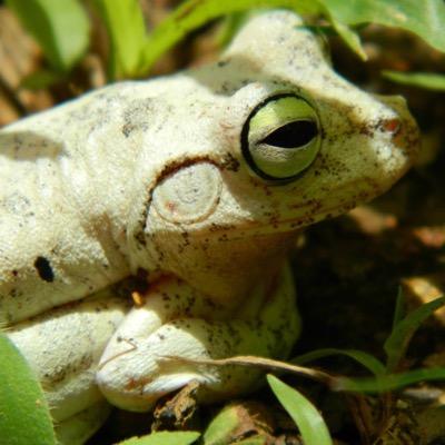 Ecology PhD student at Deakin Uni studying amphibian chytrid fungus.