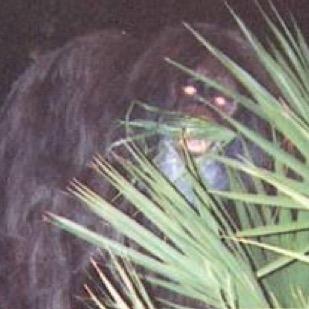 OriginalVapeApe's profile picture. Vape America Ape Again