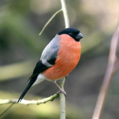 paulfrancis19's profile picture. interested in birding,butterflies,dragonflies and orchids. part time warden of stockwood open space recording the above.