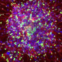 Stem Cell Institute (@scil_leuven) 's Twitter Profile Photo Stem Cell Institute (@scil_leuven) 's Twitter Profile Photo