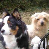 Beth Haslam (@fatdogsfrance) 's Twitter Profile Photo Beth Haslam (@fatdogsfrance) 's Twitter Profile Photo