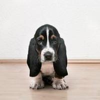 Doggo HQ 🐕 (@doggoshq) 's Twitter Profile Photo Doggo HQ 🐕 (@doggoshq) 's Twitter Profile Photo