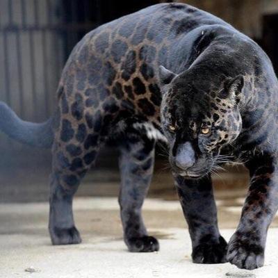 shgirlslaxx's profile picture. Strath Haven High School Girls Lacrosse 2009, 2012, and 2021 PIAA state runner up from Wallingford, PA. This account is for fans and not affiliated with WSSD