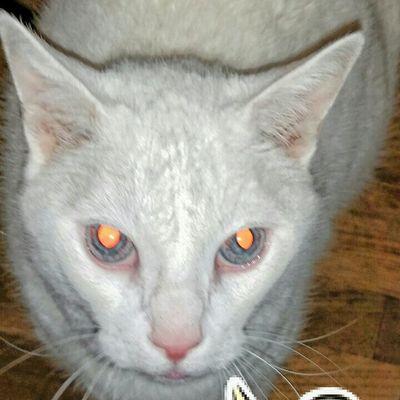 KotaKat3's profile picture. Proud Veteran '72 - '88... Disabled Veteran. Mom of three, grandmother of 9. Love to sell & give away the jewelry, crochet and sewn items I make.