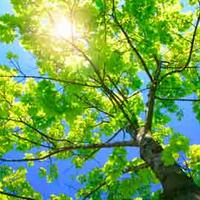 More Trees Now | Meer Bomen Nu (@gitasonnenberg) 's Twitter Profile