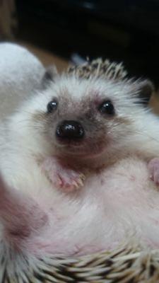 hariri_hedgehog's profile picture. 写真が好きです🌟