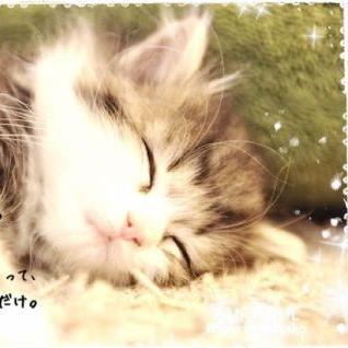 可愛すぎる猫ちゃん画像 Kawaisugi Neko Twitter
