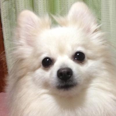 犬でもわかる簡単ドラムの入門を紹介していきます。