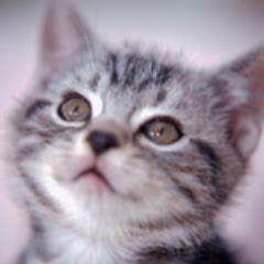 猫とファッションが大好きです。カラコンとウィッグで週末に変身しちゃうのがマイブーム。誰にも気付けれずに、楽しんじゃってます。昼間はOLさんです