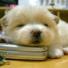 a41837571's profile picture. 癒し音楽で心豊かに！のツイートです。よろしければＲＴをお願いします。