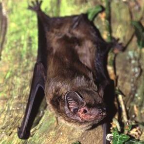 National Bat Monitoring Programme (NBMP)