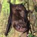 National Bat Monitoring Programme (NBMP) (@BCT_NBMP) Twitter profile photo