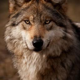 SsisSil's profile picture. 