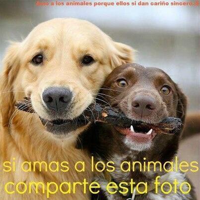 Amo y Defiendo a los animales // UCVista de corazón.