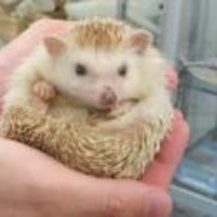 可愛い ハリネズミの画像 Rentbategqxtnly Twitter 可愛い ハリネズミの画像 Rentbategqxtnly Twitter