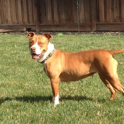 I'm an affectionate pittie looking for my furever. I would love a family where I can be an only pet and get all the attention to myself. I love kids and walks!