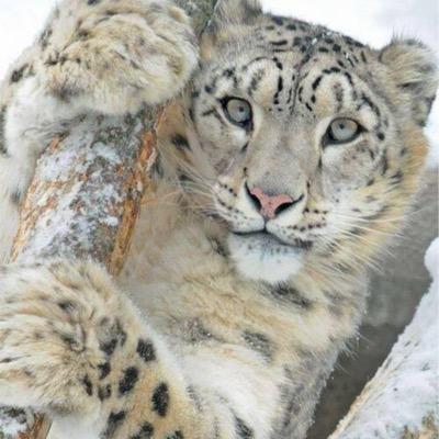 blakflawr's profile picture. 