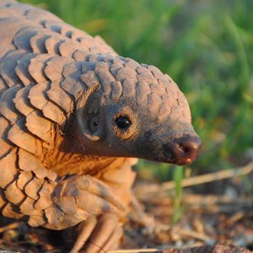 PangolinCenter's profile picture. We auto Retweet #NepalPangolin #Pangolin #ScalingUpPangolinConservation pangolincenter@gmail.com