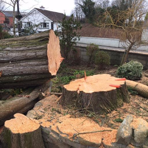 JS Treesurgery are highly skilled Tree Surgeons based im Mayo we cover all aspects of tree care inc shaping, crown reducing, thinning & dangerous tree felling